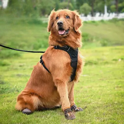 Chaussure pour Chien - DogBoots™ - Marron - Mon meilleur amis