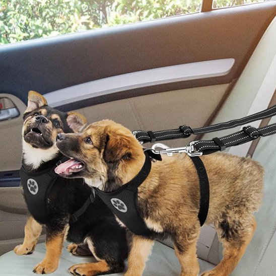 Double laisse pour chien