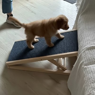 Rampe pour chien