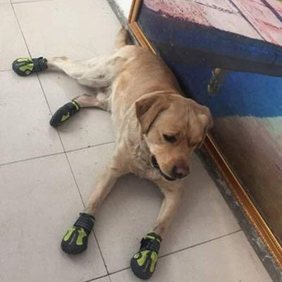 Chaussure pour Chien - PetDogShoes™ - Jaune - Mon meilleur amis