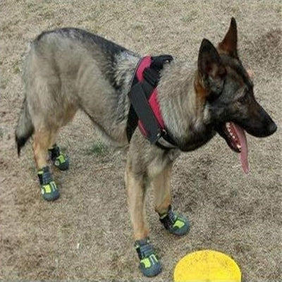 Chaussure pour Chien - PetDogShoes™ - Jaune - Mon meilleur amis