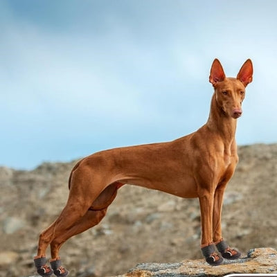 Chaussure pour Chien - DogBoots™ - Marron - Mon meilleur amis