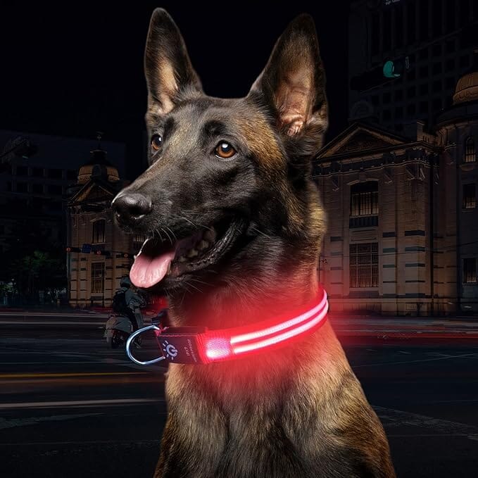 Collier Chien - LEDCollarDog™ - Rose - Mon meilleur amis