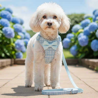 Harnais pour petit Chien - Mon meilleur amis