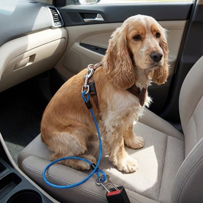 Ceinture de sécurité pour chien 