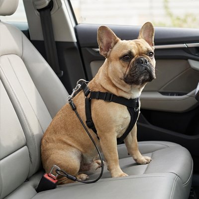 Ceinture de sécurité pour chien 