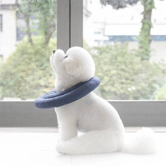 Collerette chien