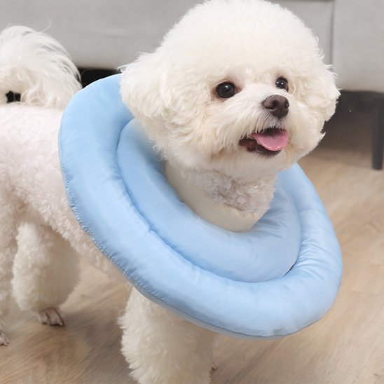 Collerette chien