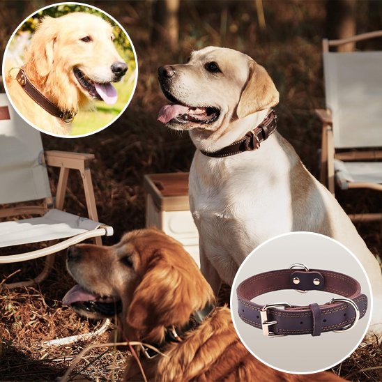 Collier chien