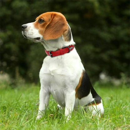 Collier chien 