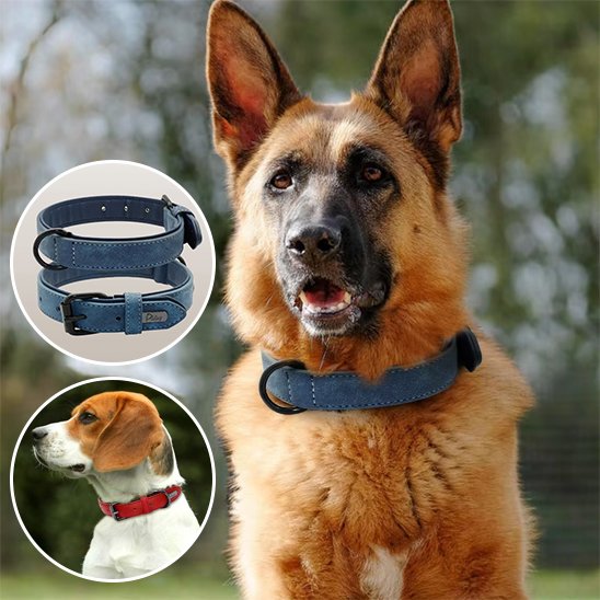 Collier chien 