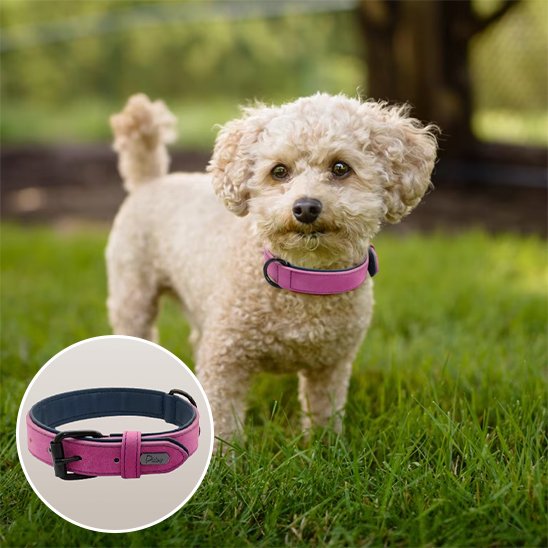Collier chien 