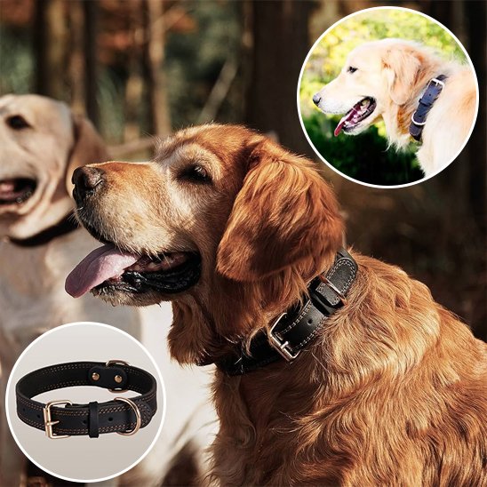 Collier chien