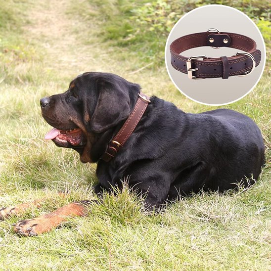 Collier chien