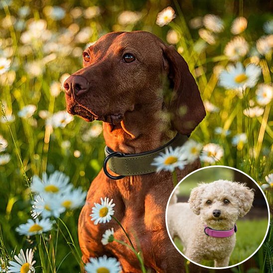 Collier chien 