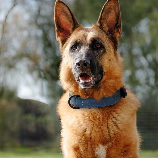 Collier chien 