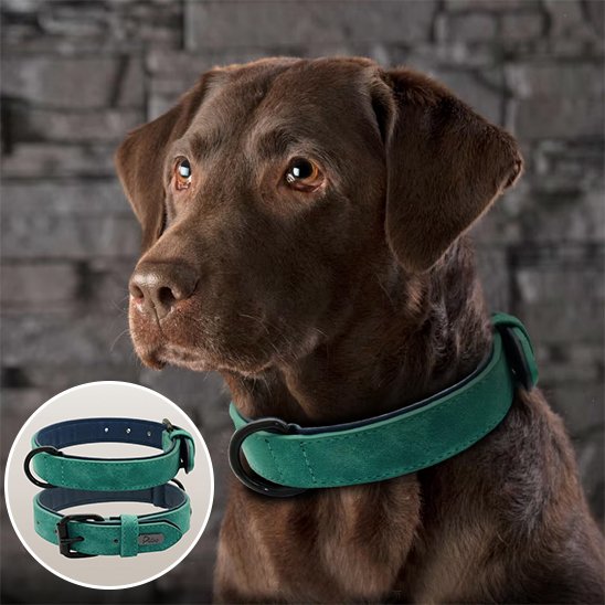 Collier chien 
