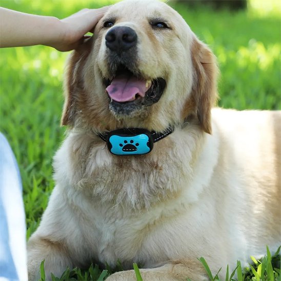 Collier de dressage pour Chien