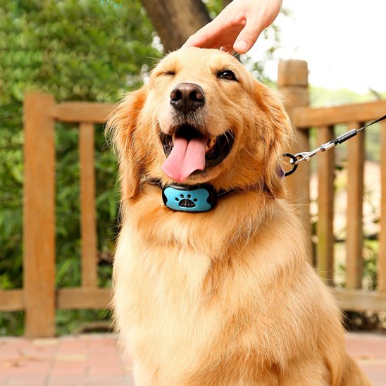 Collier de dressage pour Chien