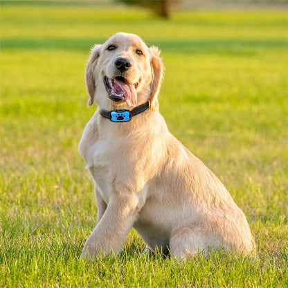 Collier de dressage pour Chien