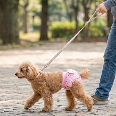 Culotte chien 