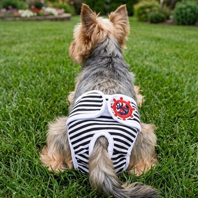 Culotte chien 