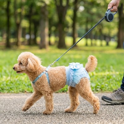 Culotte chien 
