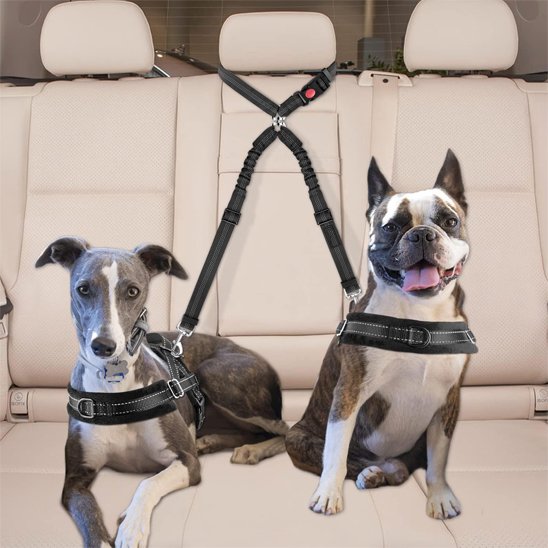 Double laisse pour chien