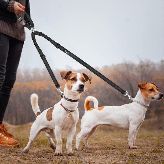 Double laisse pour chien