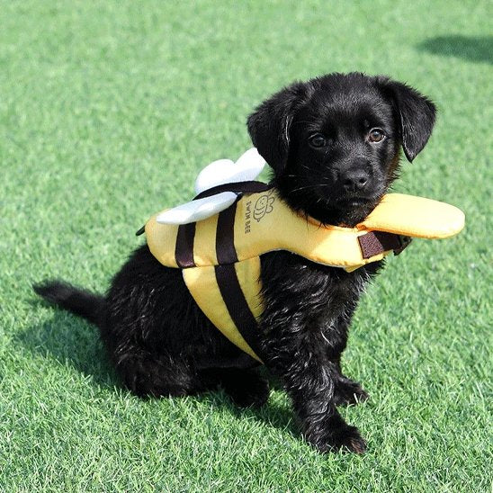 Gilet de sauvetage chien