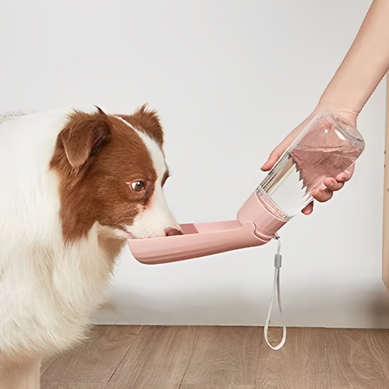 Gourde chien