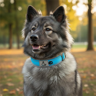 Collier pour chien | Néoprène Réfléchissant - Mon meilleur amis