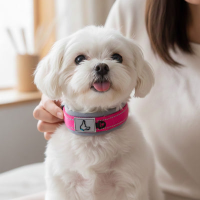 Collier pour chien | Néoprène Réfléchissant - Mon meilleur amis