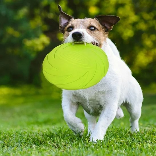 Jouet chien