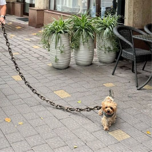 Laisse chien