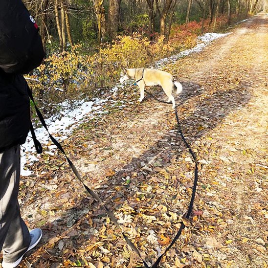 Laisse pour chien 