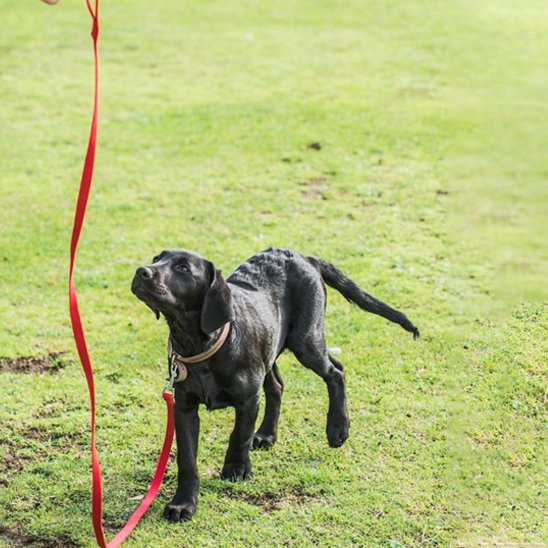 Laisse pour chien 