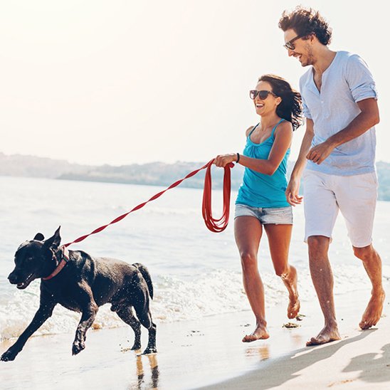 Laisse pour chien 