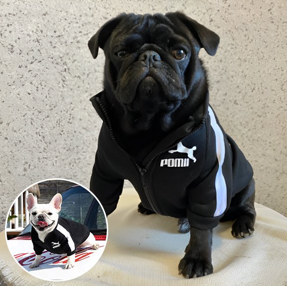 Pull chien