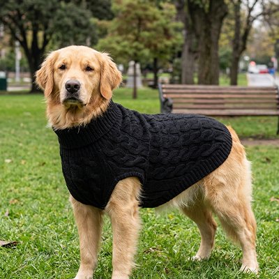 Pull pour Chien 