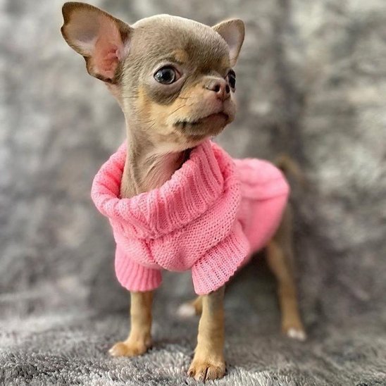 Pull pour chien 