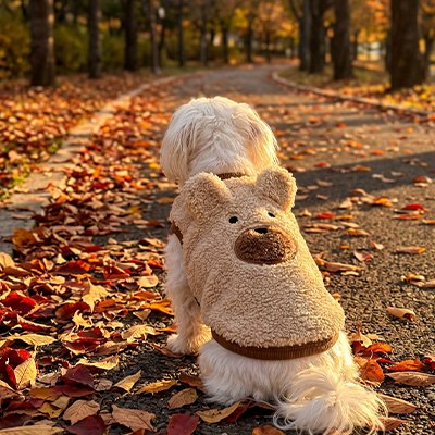 Pull pour Chien 