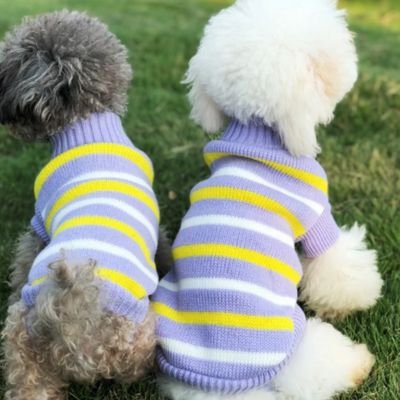 Pull pour Chien