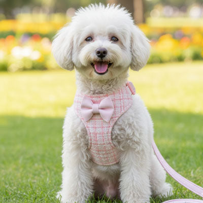 Harnais pour petit Chien - Mon meilleur amis