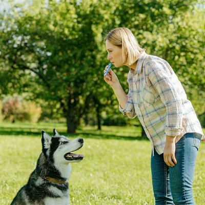 Sifflet à ultrason pour chien