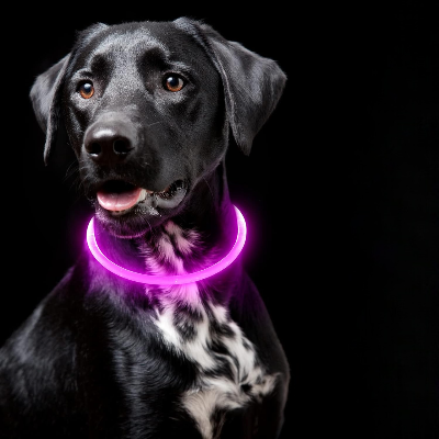 Collier Chien - DogCollarLight™ - Rose - Mon meilleur amis